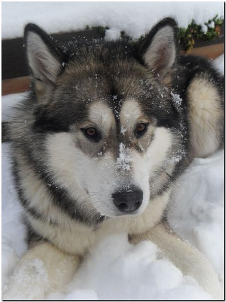scout 12-2010 2.jpg